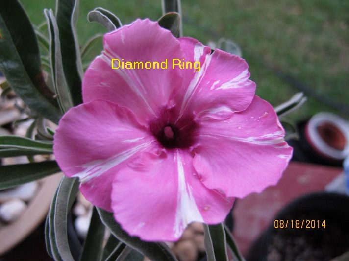 photo DiamondRing.jpg